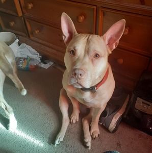 Meet your Posher, Dbg